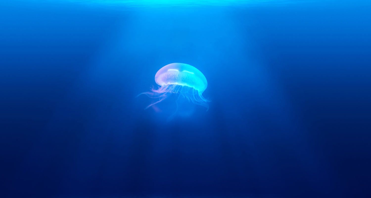 Jellyfish